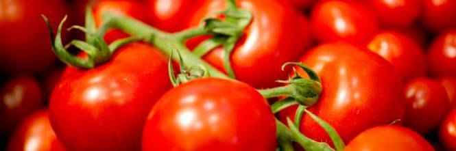 Allarme per i coltivatori europei: virus potentissimo attacca i pomodori