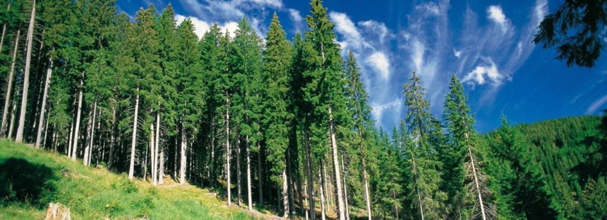 La "resilienza del bosco" fra cambiamenti climatici e utilizzo ecosostenibile