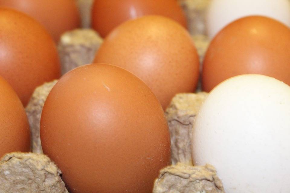 Benevento, rischio salmonella: abbattute mille galline e distrutte 55mila uova