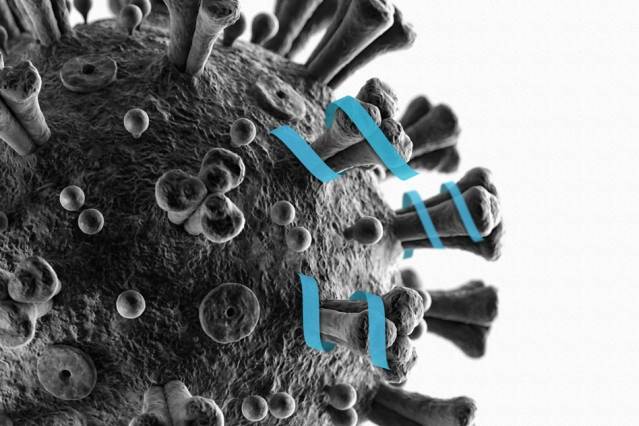 La proteina che rende "immuni": così può bloccare il coronavirus