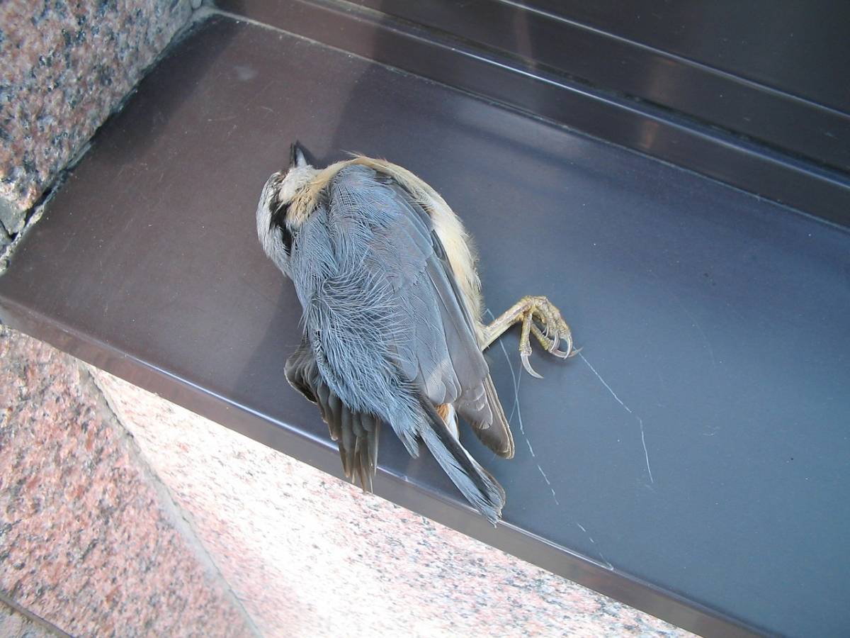 Germania, anomala moria di uccelli: è un patogeno, scatta la psicosi