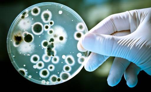 Il Covid potrebbe favorire la resistenza dei superbatteri agli antibiotici