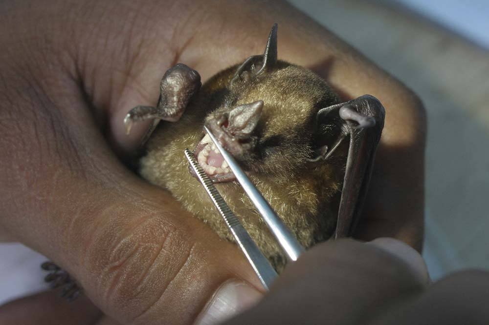 Bimba morsa dal pipistrello: scatta l'allarme in Toscana