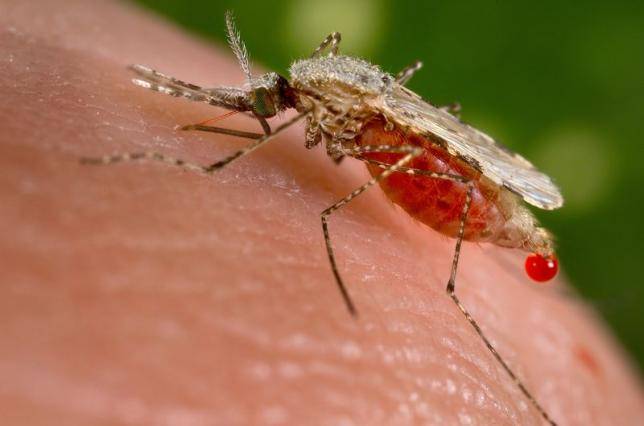 Un'importante scoperta nella lotta alla malaria: un fungo che protegge le zanzare