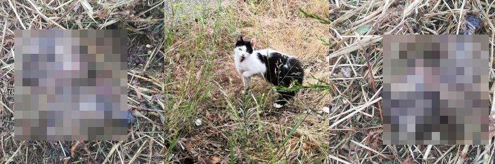 Strage di gatti a Molfetta durante il taglio dell'erba ai giardini pubblici