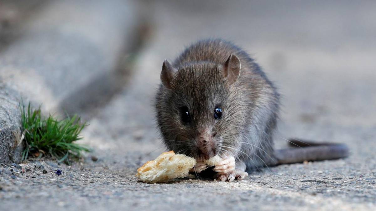 Usa, oltre al coronavirus ora c'è il pericolo dei "ratti cannibali"
