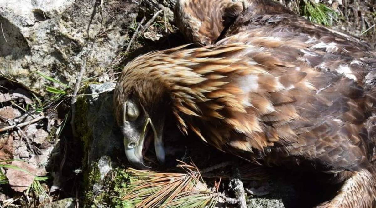 Aquila uccisa nel nido. "Taglia sul cacciatore"