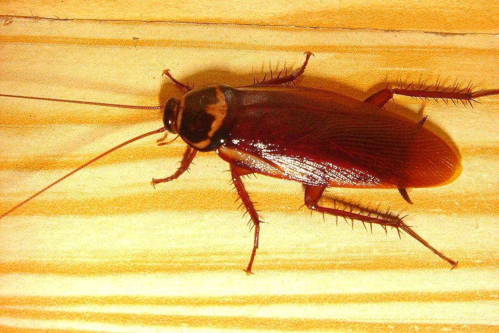 L'Ucraina è invasa dagli "scarafaggi giganti": rischio malattie infettive