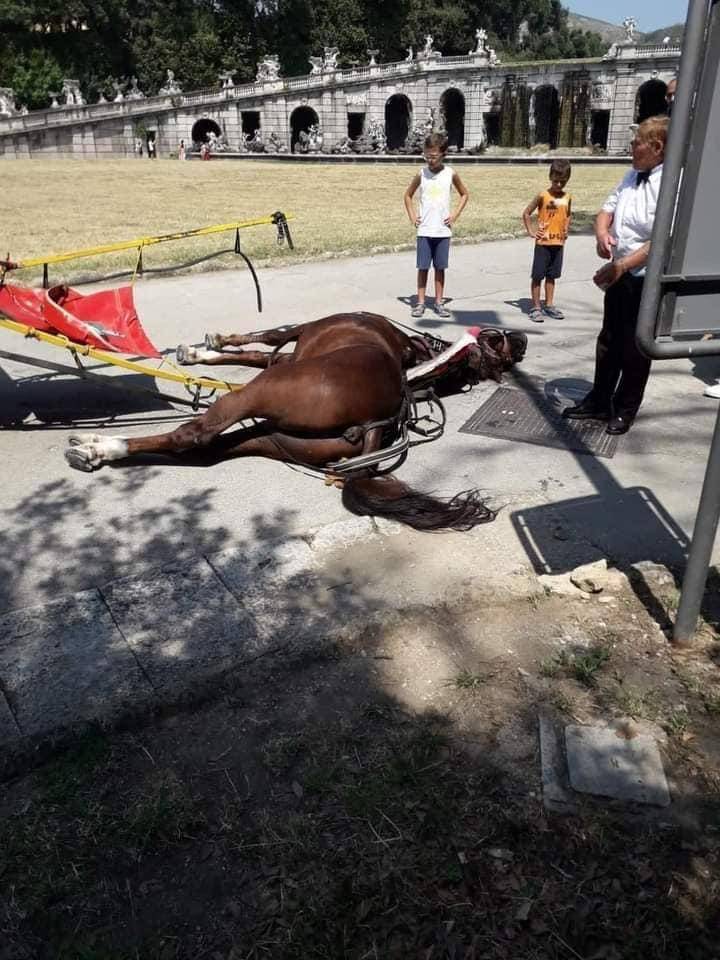 Reggia di Caserta, cavallo muore per il caldo: è bufera sull'uso delle botticelle