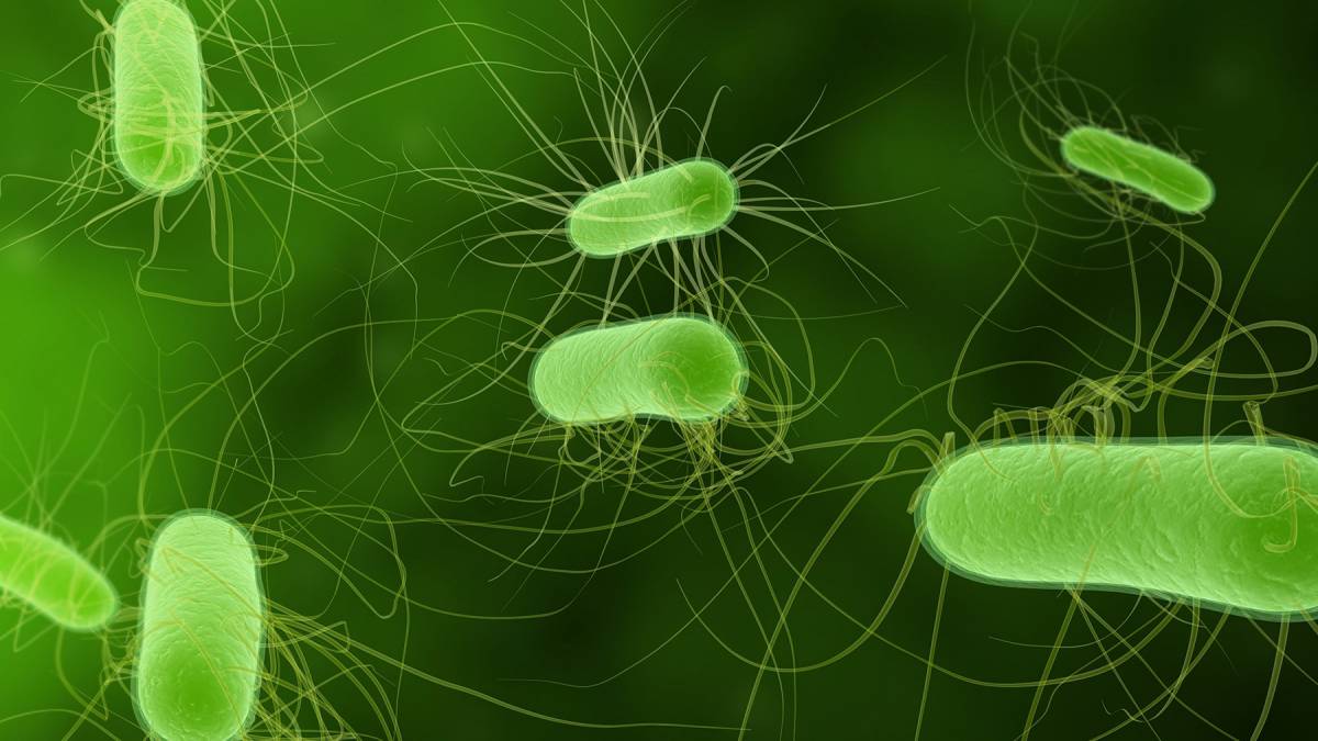 Batteri fecali nelle urine: ecco come riconoscere i sintomi