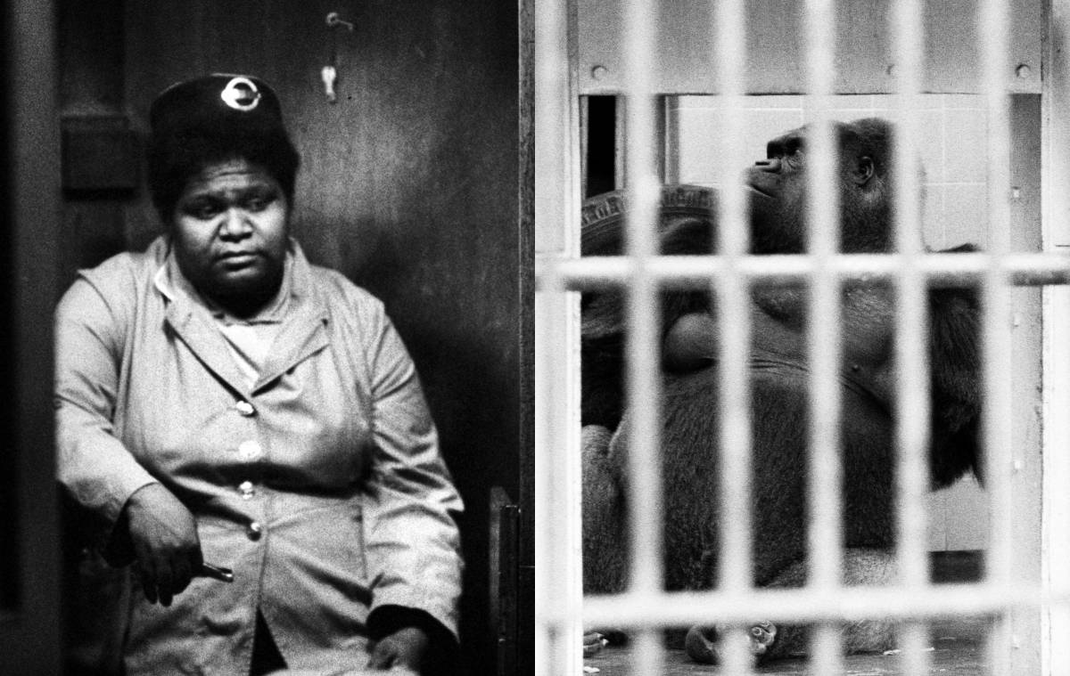 La "negra", il gorilla in gabbia e il razzismo degli antirazzisti