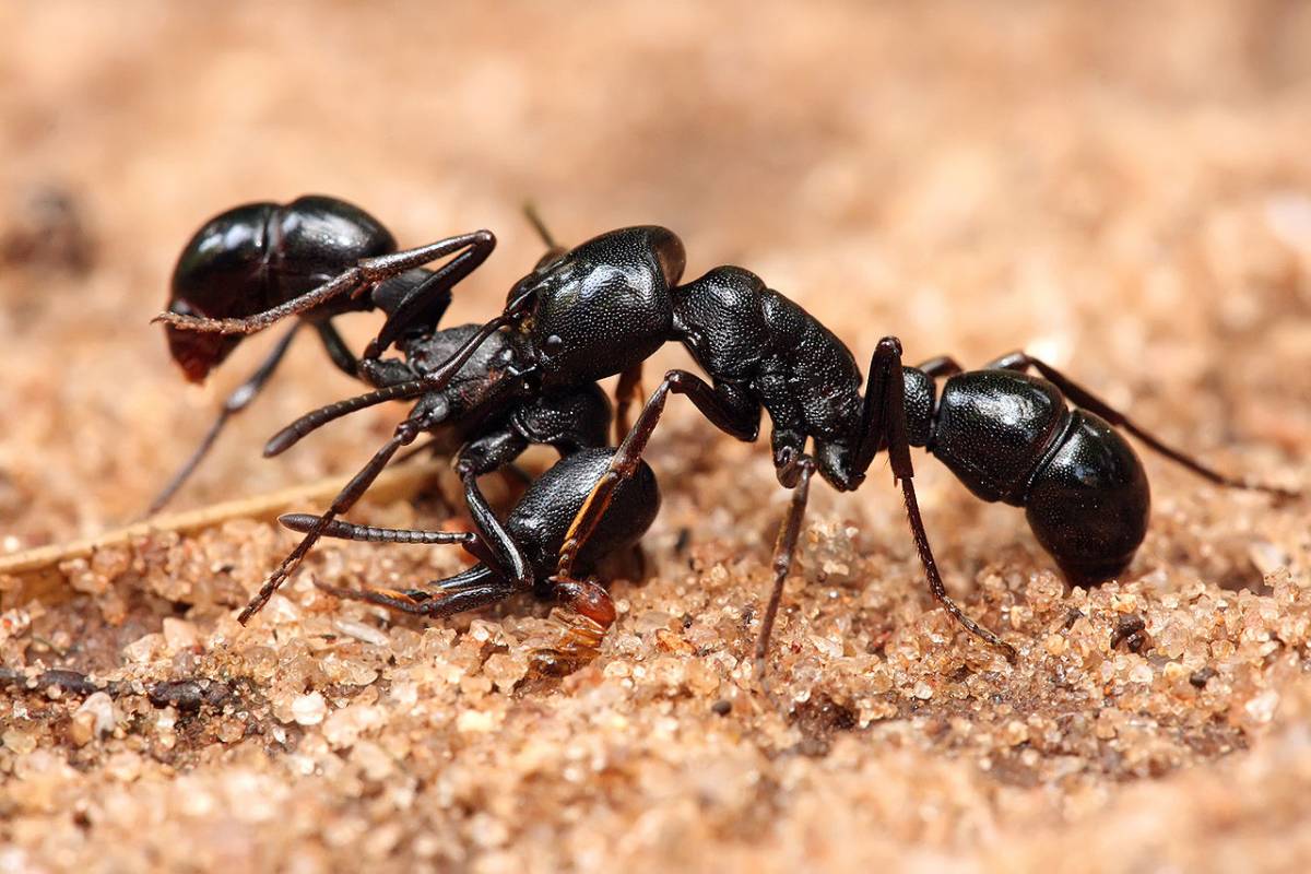 Pure tra le formiche è pieno di femministe