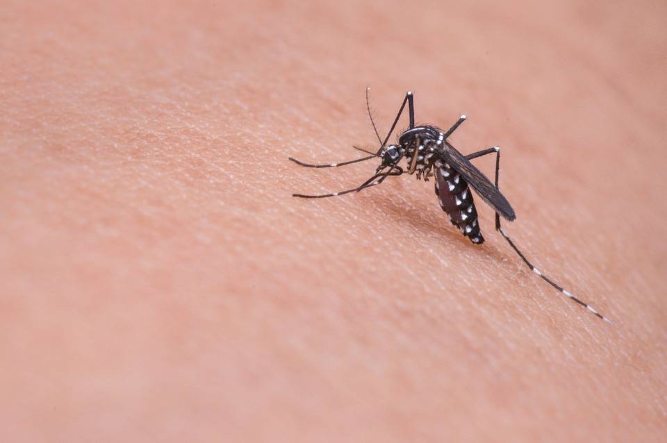 Zanzare, capire come ci annusano potrebbe salvare vite umane