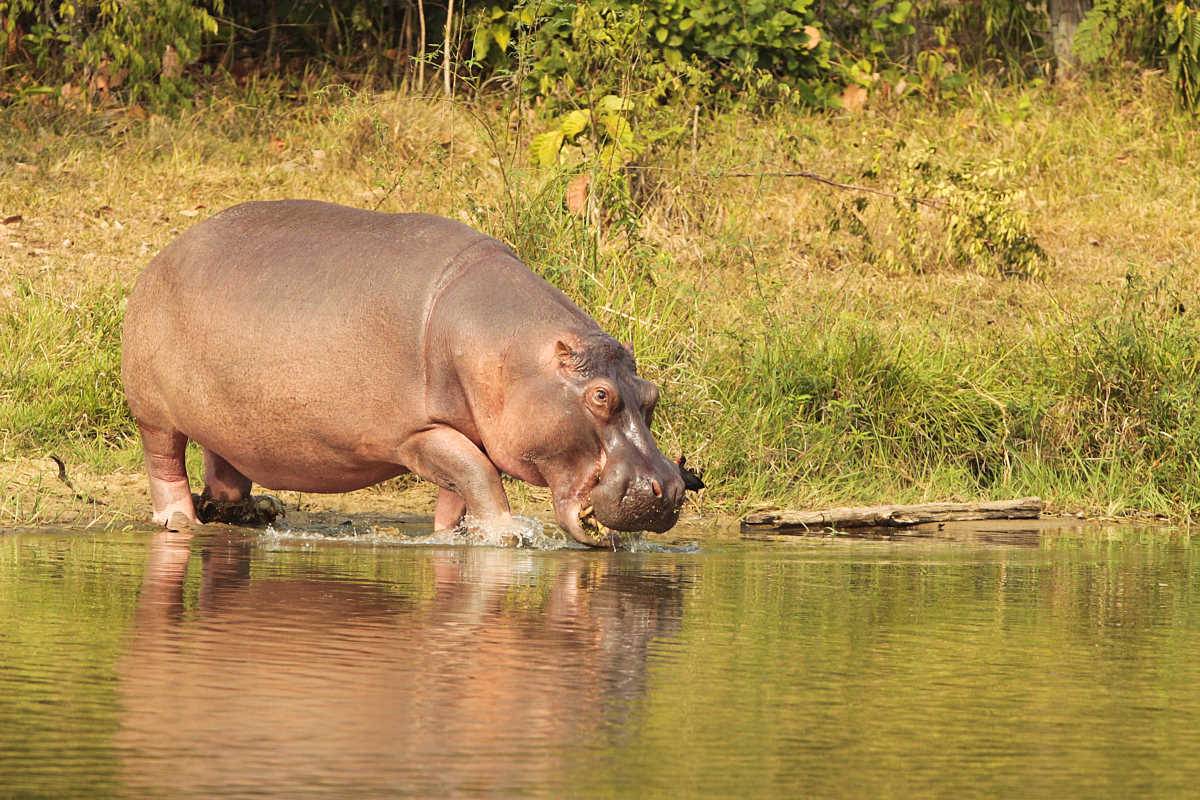 Gli ippopotami di Escobar minacciano la Colombia (che ora li vuole far fuori)