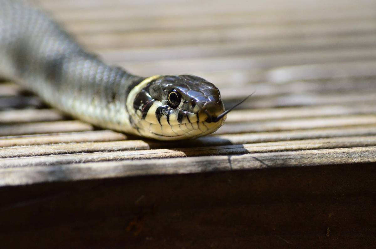 Australia, ragazza scopre un serpente letale nel suo inalatore per l'asma