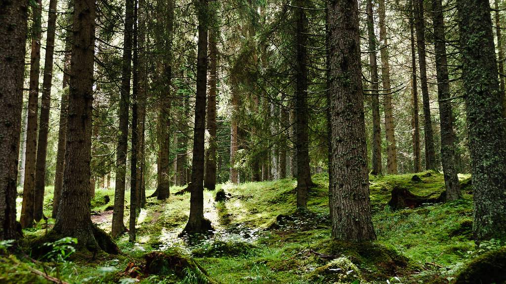 "Il caro prezzi del legno si combatte salvaguardando il bosco"
