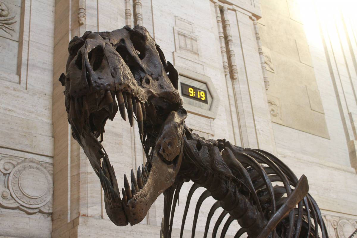 Tracce di dinosauri sugli scogli di Bari. "Hanno 100 milioni di anni"