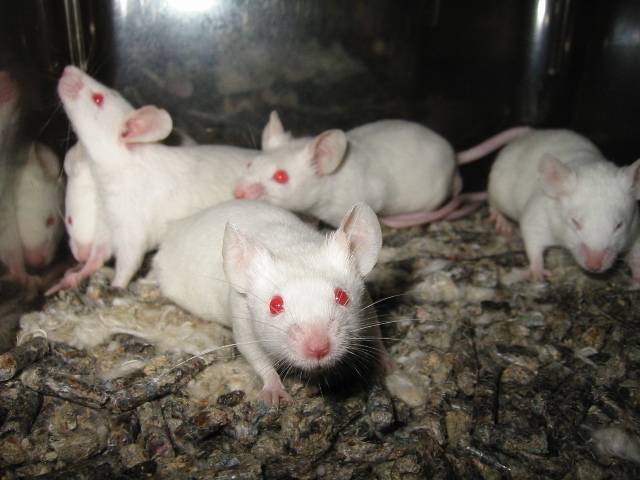 Cina, esperimento choc: far partorire topi maschi