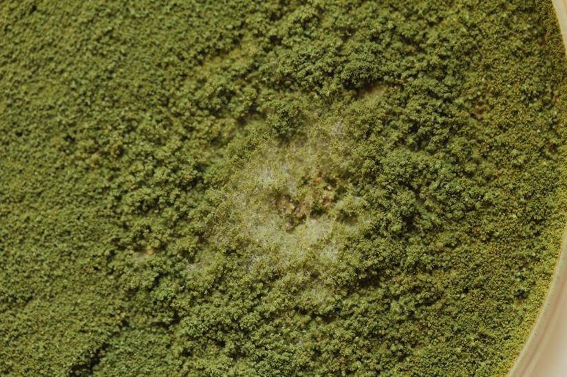 Il "fungo verde" e l'altra infezione parallela al Covid