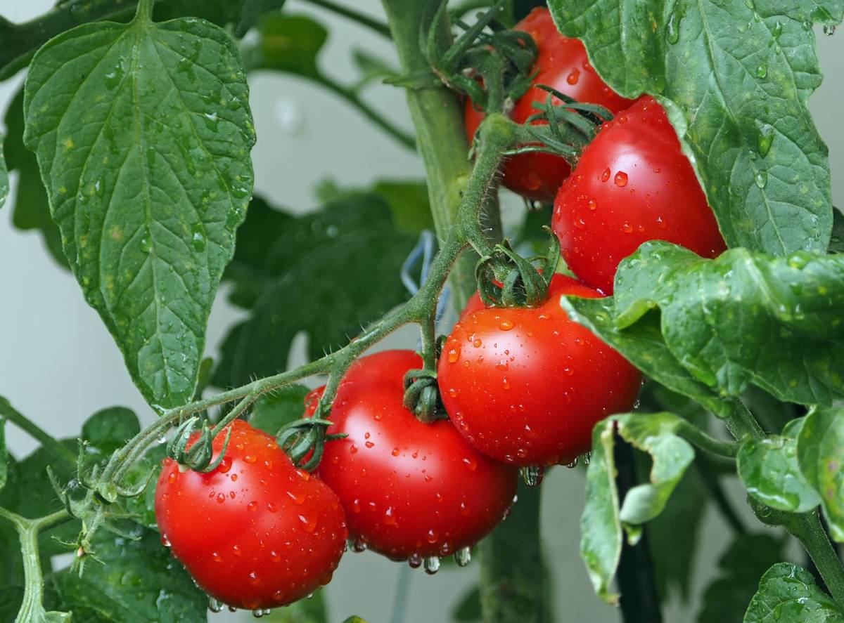I pomodori diventano anallergici grazie al taglia e cuci sul Dna