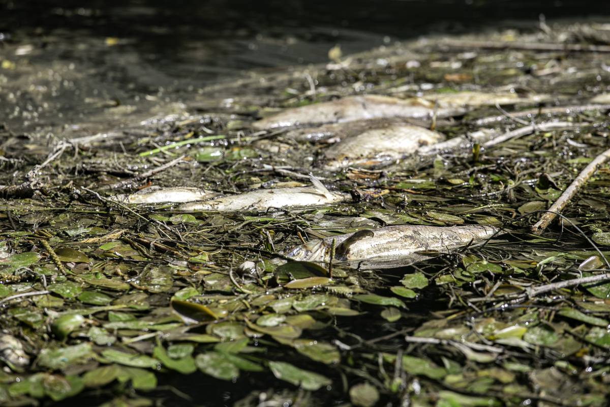 Il mistero dei pesci morti nel Tevere: cosa sta succedendo