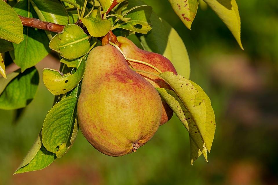 La pera e il suo dolce sapore: ecco perché mangiarla fa bene