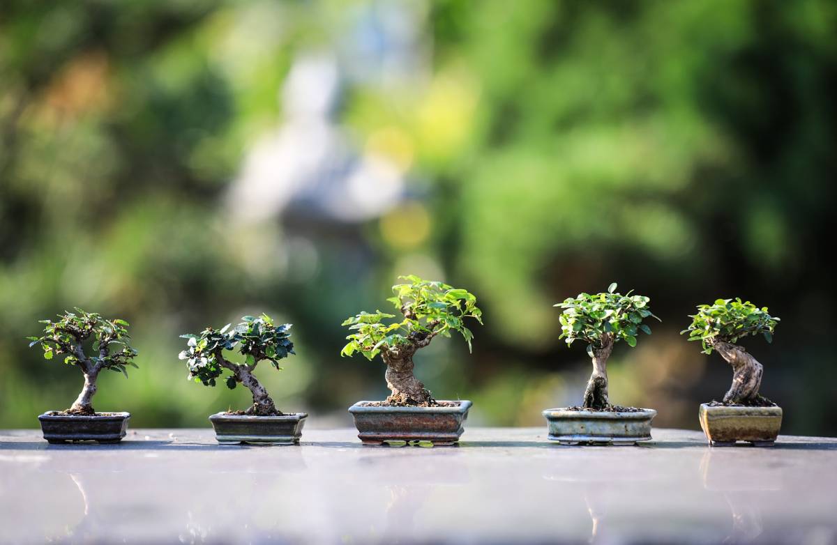 Bonsai: perché coltivarlo a 60 anni