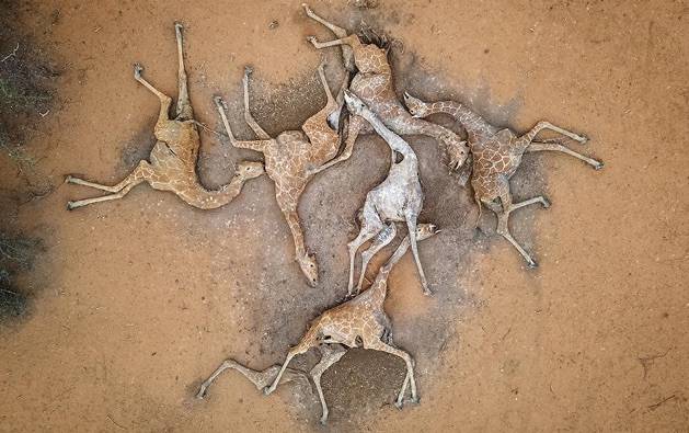 Le sei giraffe morte di sete che scuotono il mondo