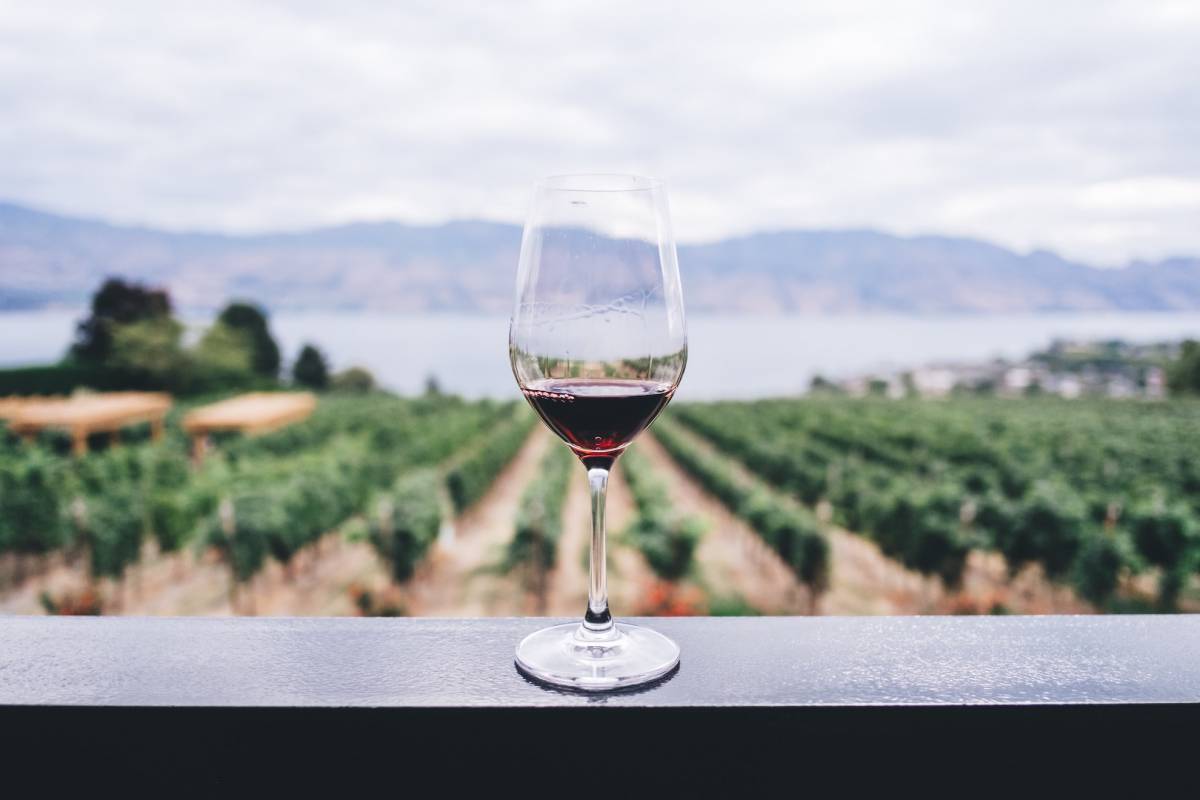 Vino rosso: i benefici per l’organismo senior