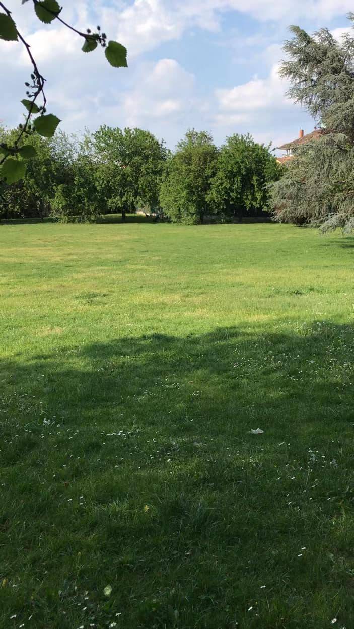 Raccolgono erbe al parco e i vigili le multano