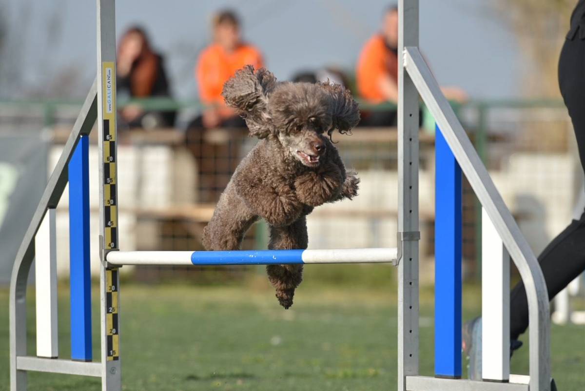 Rome agility festival: a Bracciano la grande festa dell'agility dog