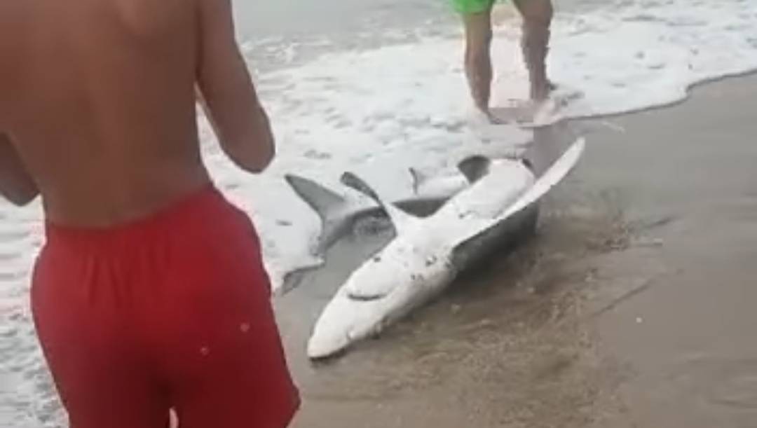 Lo squalo portato a riva dai bagnanti (screenshot video)