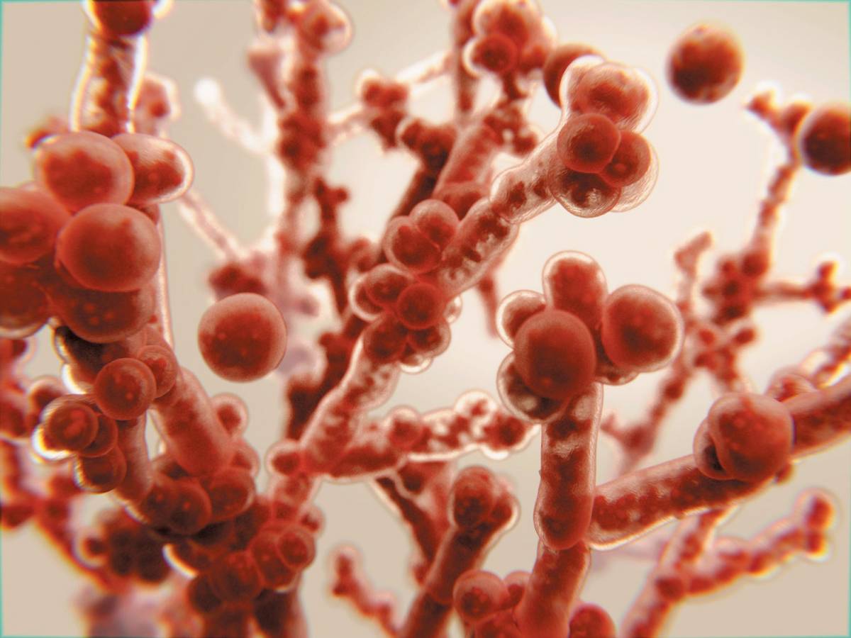 Candida auris, come si prende il fungo killer: sintomi inziali e cure