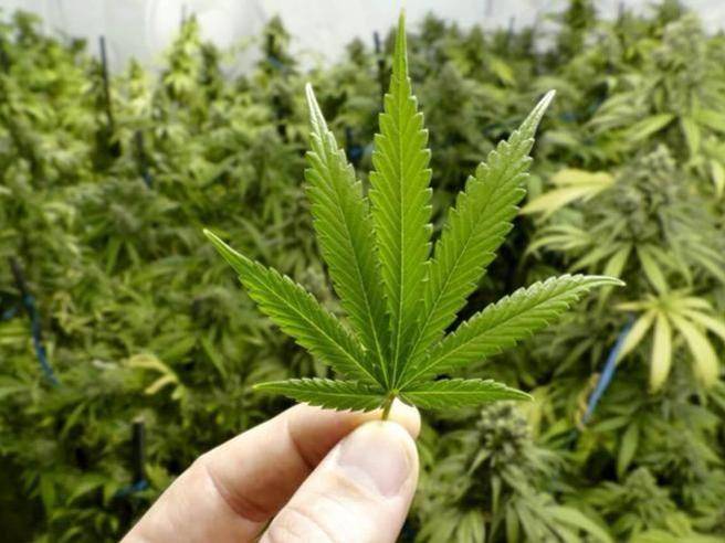 Incassa il reddito  di cittadinanza e coltiva marijuana nella casa popolare