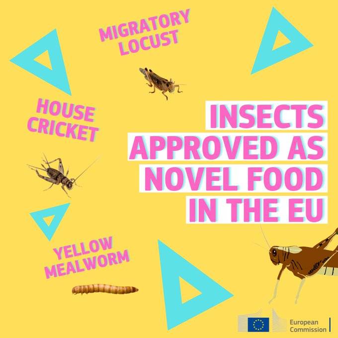 Adesso la Ue fa pure lo spot agli insetti commestibili
