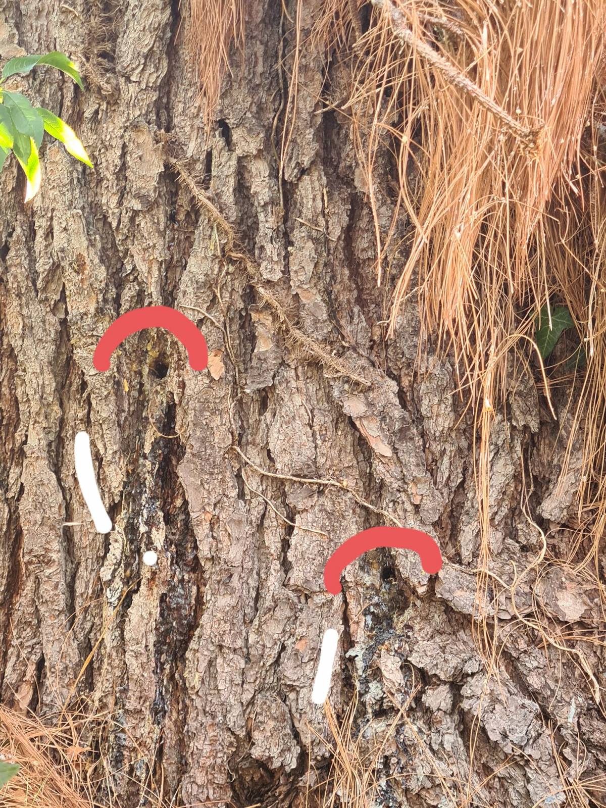 I fori praticati dal trapano sull'albero (cerchiati in rosso)