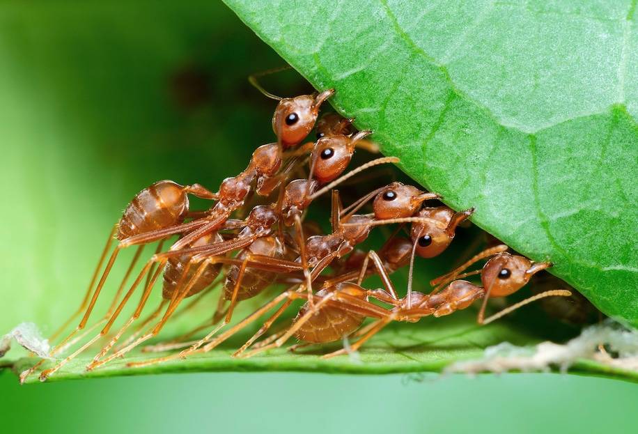 Le hanno contate: ecco quante formiche ci sono sulla Terra