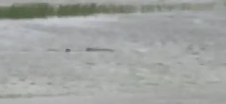 Dopo l'uragano Ian, uno "squalo" si aggira per le strade
