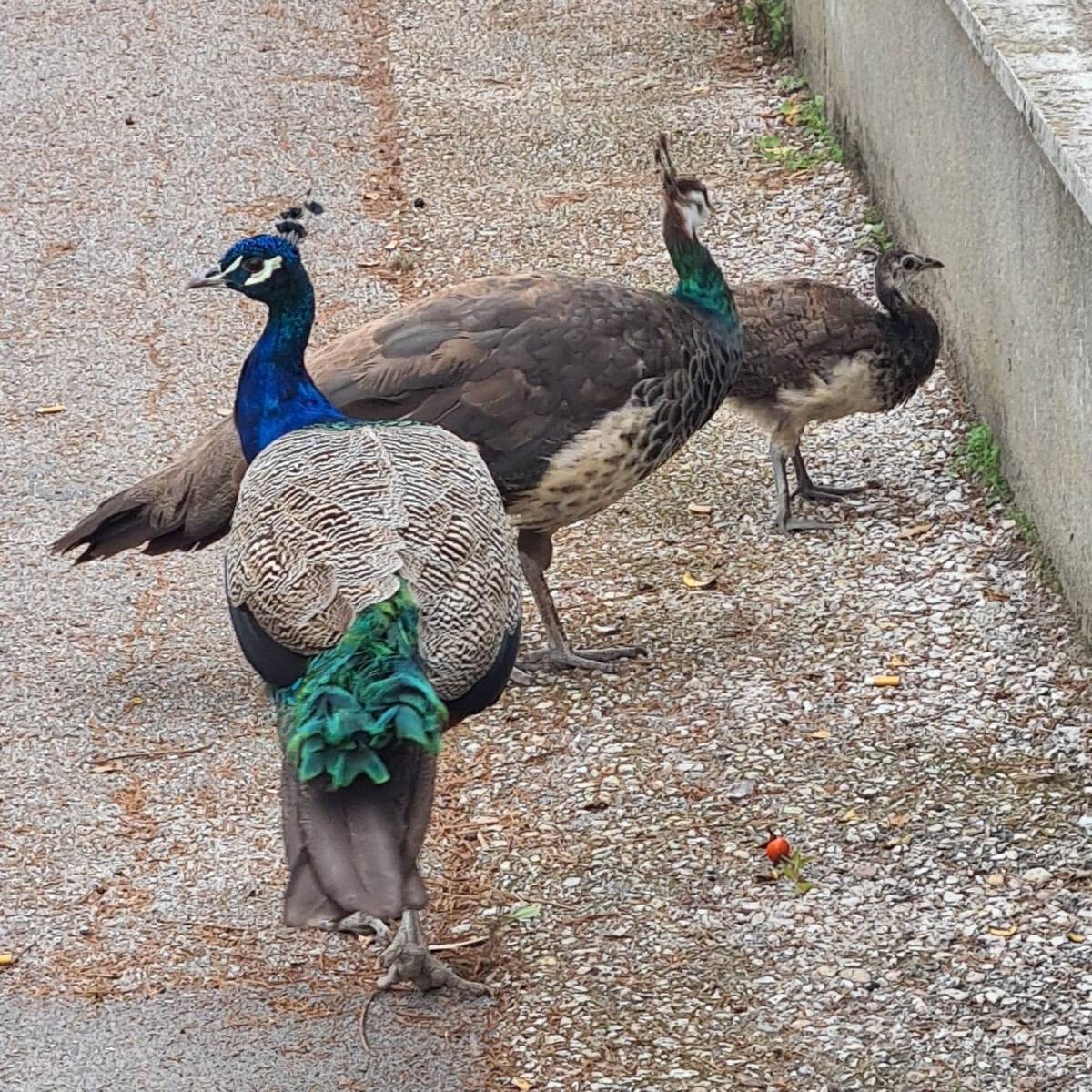 1666784410-pavoni-ravenna Il Pd fa la guerra ai pavoni: è scontro con gli animalisti