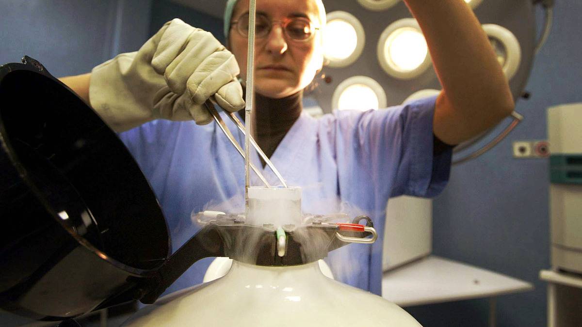 Embrioni umani sintetici ottenuti con cellule staminali: l'ultima ...