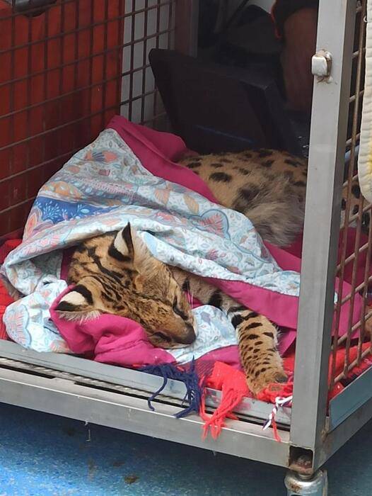 Il gattopardo catturato nel piacentino
