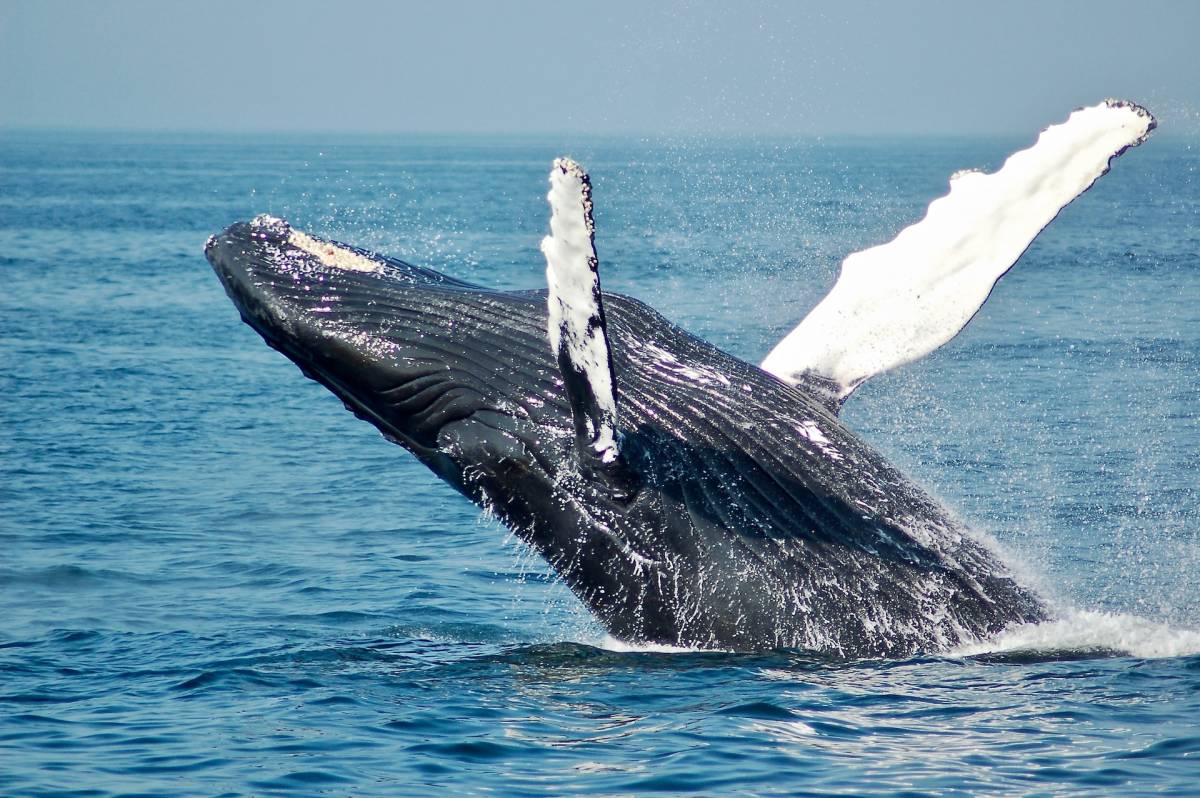 Quanta plastica mangiano le balene? I dati allarmanti