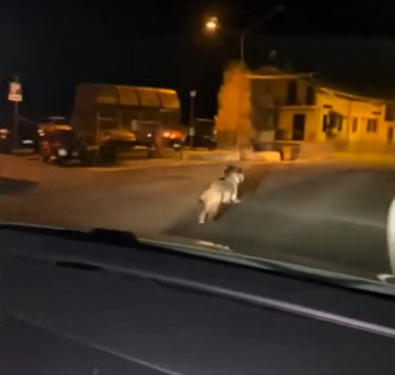 Rincorre un lupo in strada con la propria auto: le immagini choc