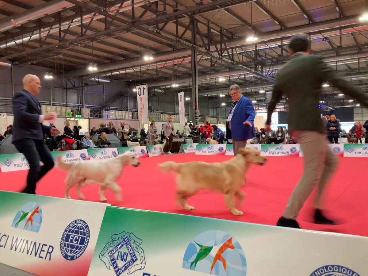 Enci Winner, pets show con 9mila cani in Fiera Milano