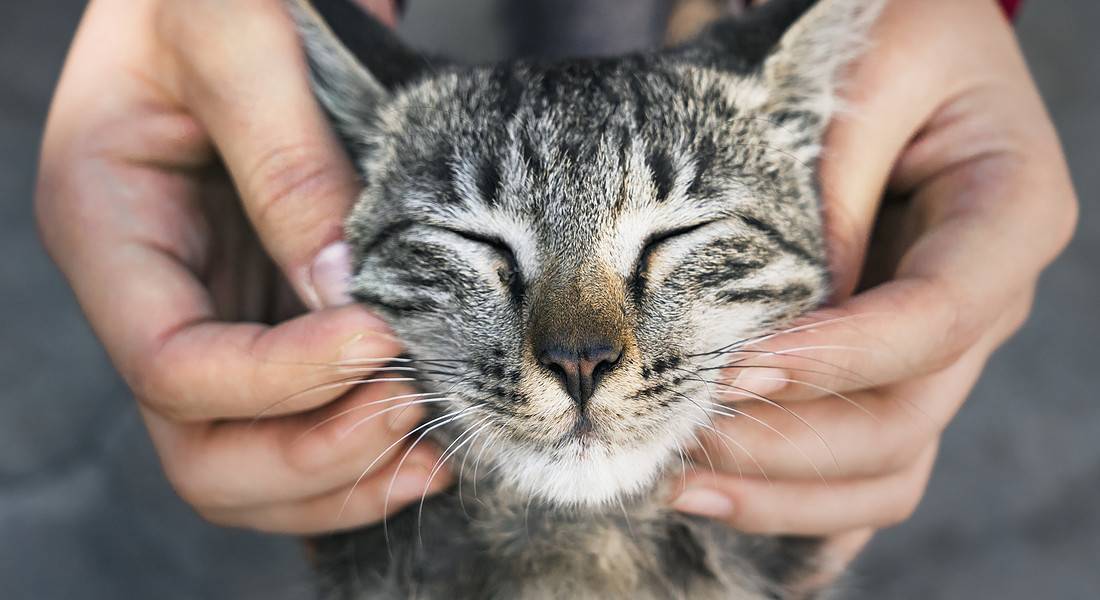 Giornata del gatto: sei segnali per capire il linguaggio dei gatti
