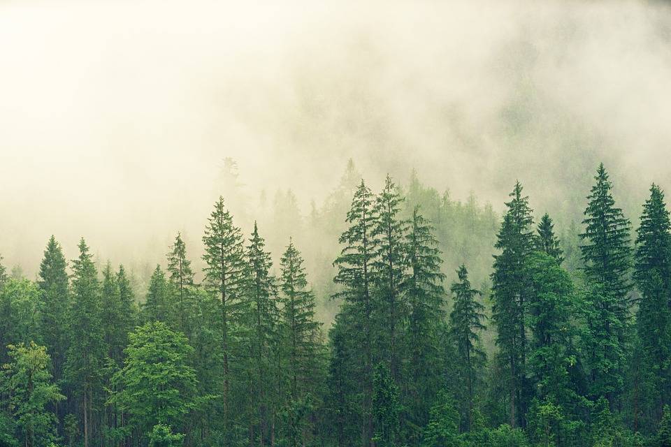 Respirare l'aria della foresta riduce l’ansia