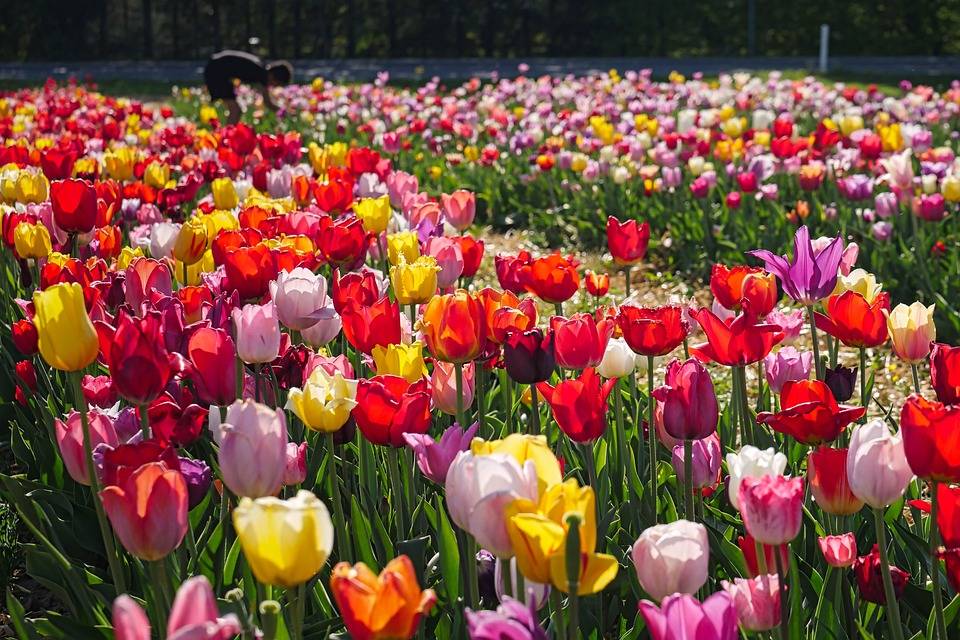 Over 60, quali fiori piantare a marzo per un tripudio di colori 