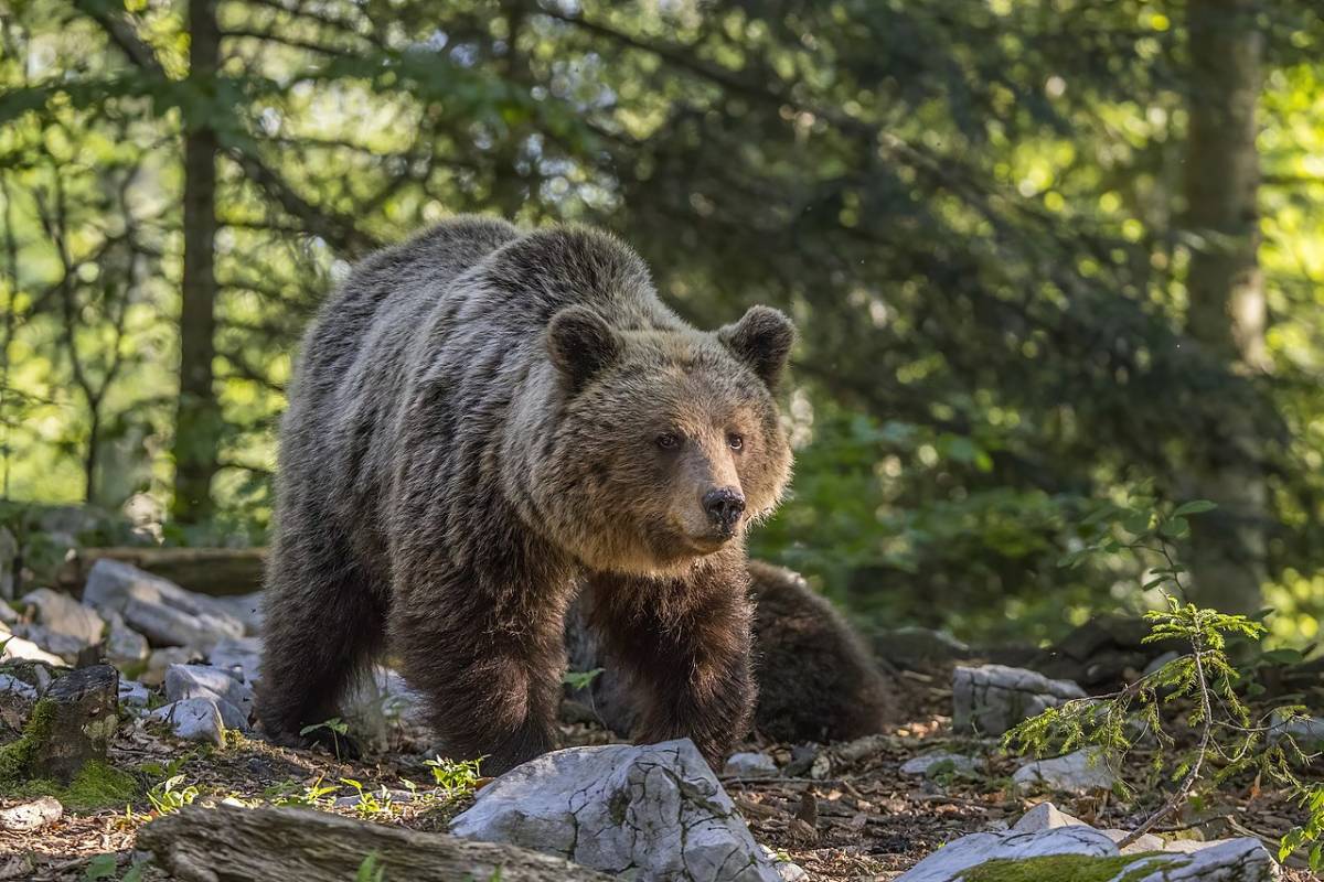 Pioggia di disdette per la paura dell'orso: trema il settore del turismo in Trentino