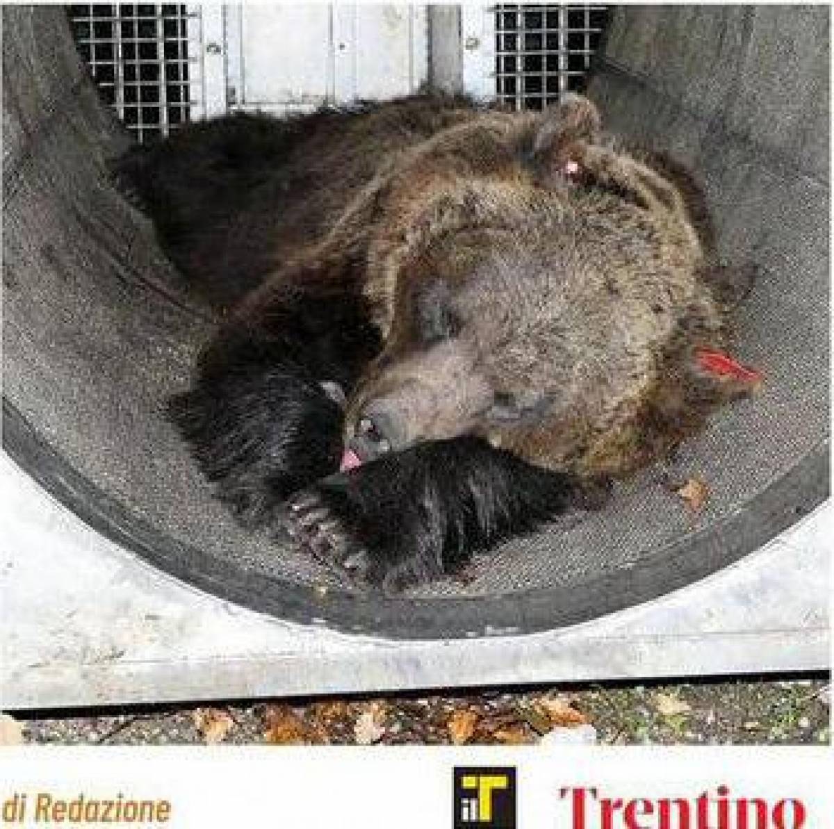 Presa l’orsa con i tre cuccioli: "Pericolosa, la abbatteremo"