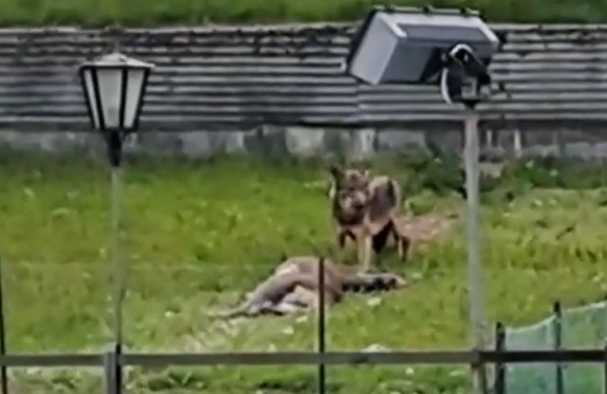 Cervo sbranato dal lupo: l'orrore nel giardino dell'hotel